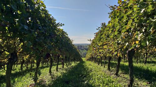 View of vineyard against sky