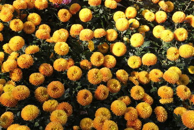 Full frame shot of flowering plants