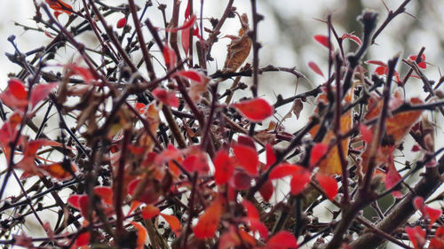 Close-up of flowers on tree
