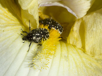 Close-up of insect on yellow flower