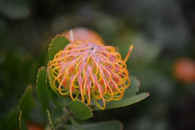 Close-up of red flower bud