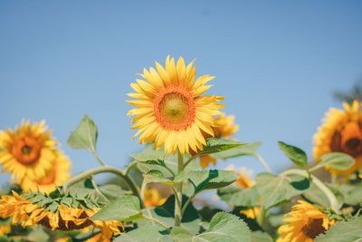 When is sunflower blossom,it so beautiful.