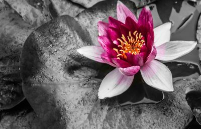 High angle view of pink water lily