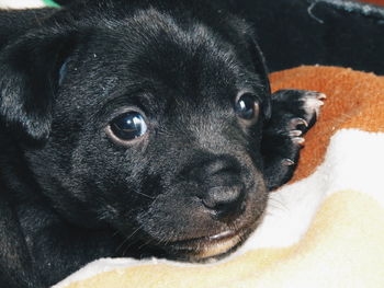 Close-up portrait of dog