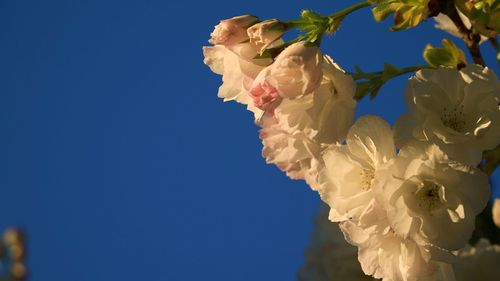 Low angle view of white rose against blue sky