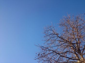 Low angle view of tree against clear blue sky