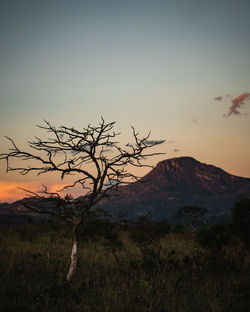 Bare tree on field against sky during sunset