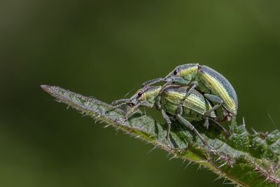 Close-up of insect