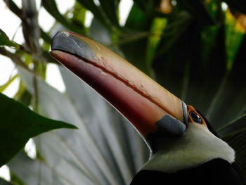 Close-up of a bird