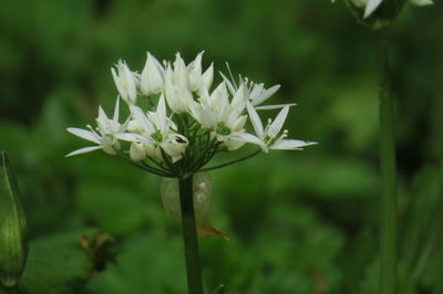 Close-up of white flowering plant