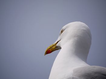 Close-up of seagull against clear sky