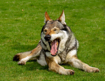 View of a dog on grass
