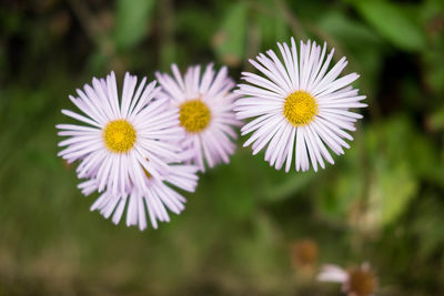 Close-up of yellow flowers blooming outdoors