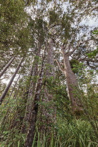 Low angle view of trees in forest