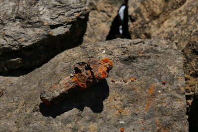 High angle view of butterfly on rock