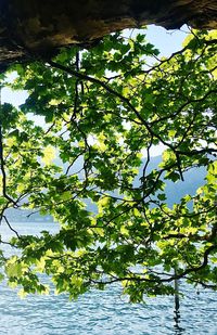 Tree against sky