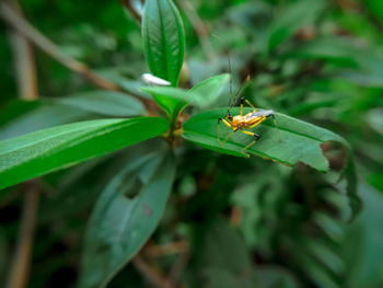 Close-up of insect on leaf