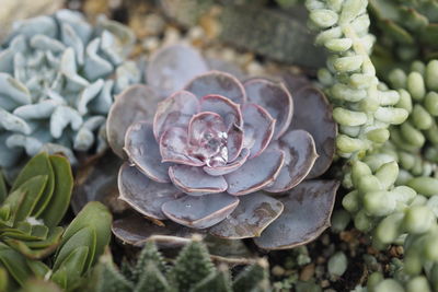 Close-up of succulent plant