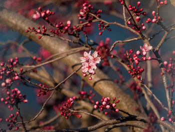 Close-up of red flowers growing on tree