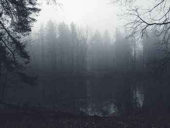 Trees in forest during foggy weather