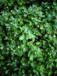 Full frame shot of fresh green plants