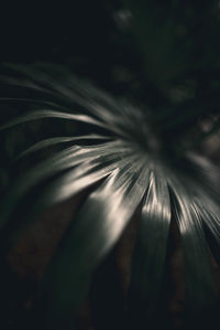 Close-up of feather on plant