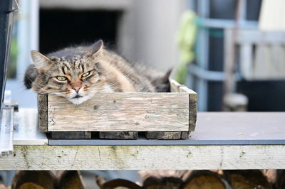 Close-up of cat