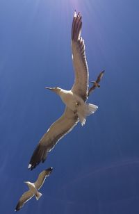 Low angle view of seagull flying against clear sky