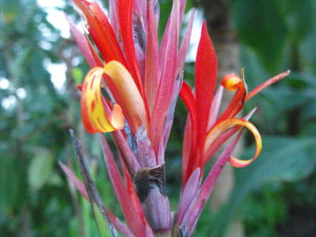 Close-up of red flowers