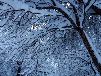 Low angle view of frozen bare tree during winter