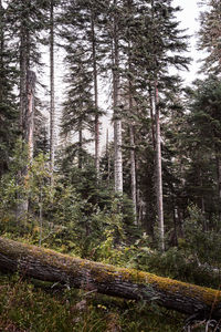 Pine trees in forest