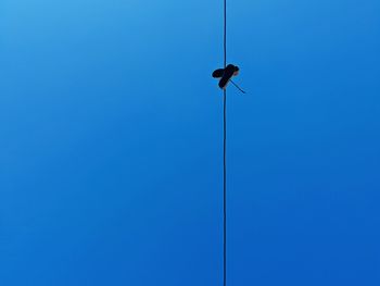 Low angle view of bird perching on cable against clear blue sky