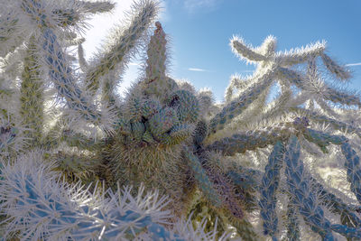 Close-up of cactus during winter