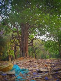 Trees in forest