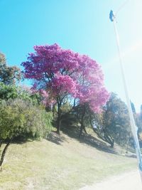 View of trees on road