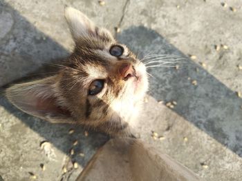 High angle portrait of a cat