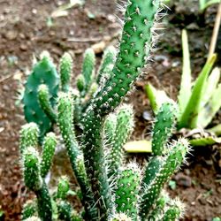 Close-up of cactus growing on field