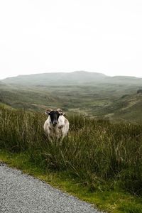 View of a dog on field against clear sky