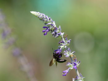 Close-up of bee pollinating on purple flower