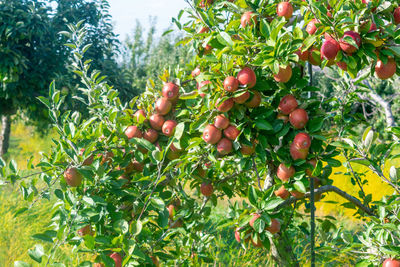 Low angle view of fruits growing on tree