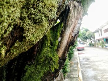 Close-up of tree trunk against sky