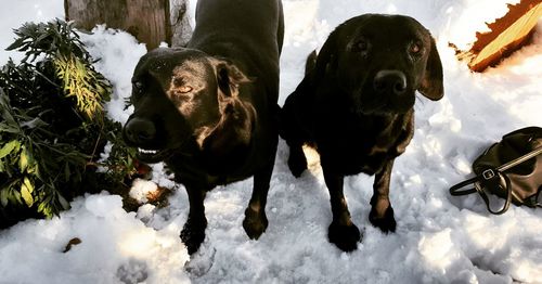 View of dog on snow covered field