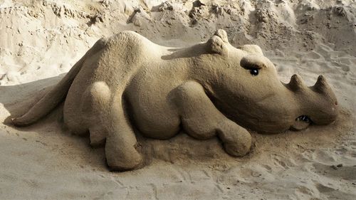 High angle view of lion resting on beach