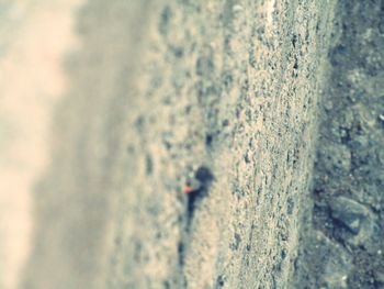 Close-up of lizard on sand at beach