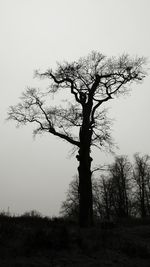 Tree against sky