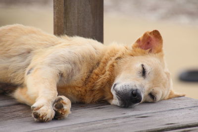 Close-up of a dog sleeping