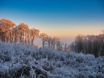 Snow covered trees against clear sky during sunset