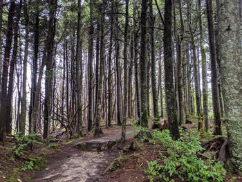 Trees growing in forest