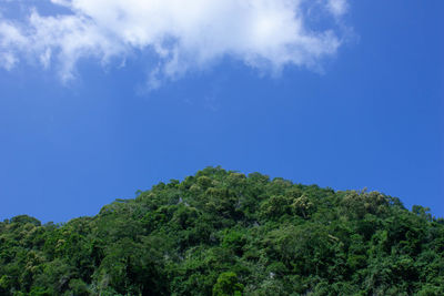 Low angle view of trees against blue sky