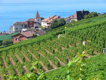 View of vineyard in town